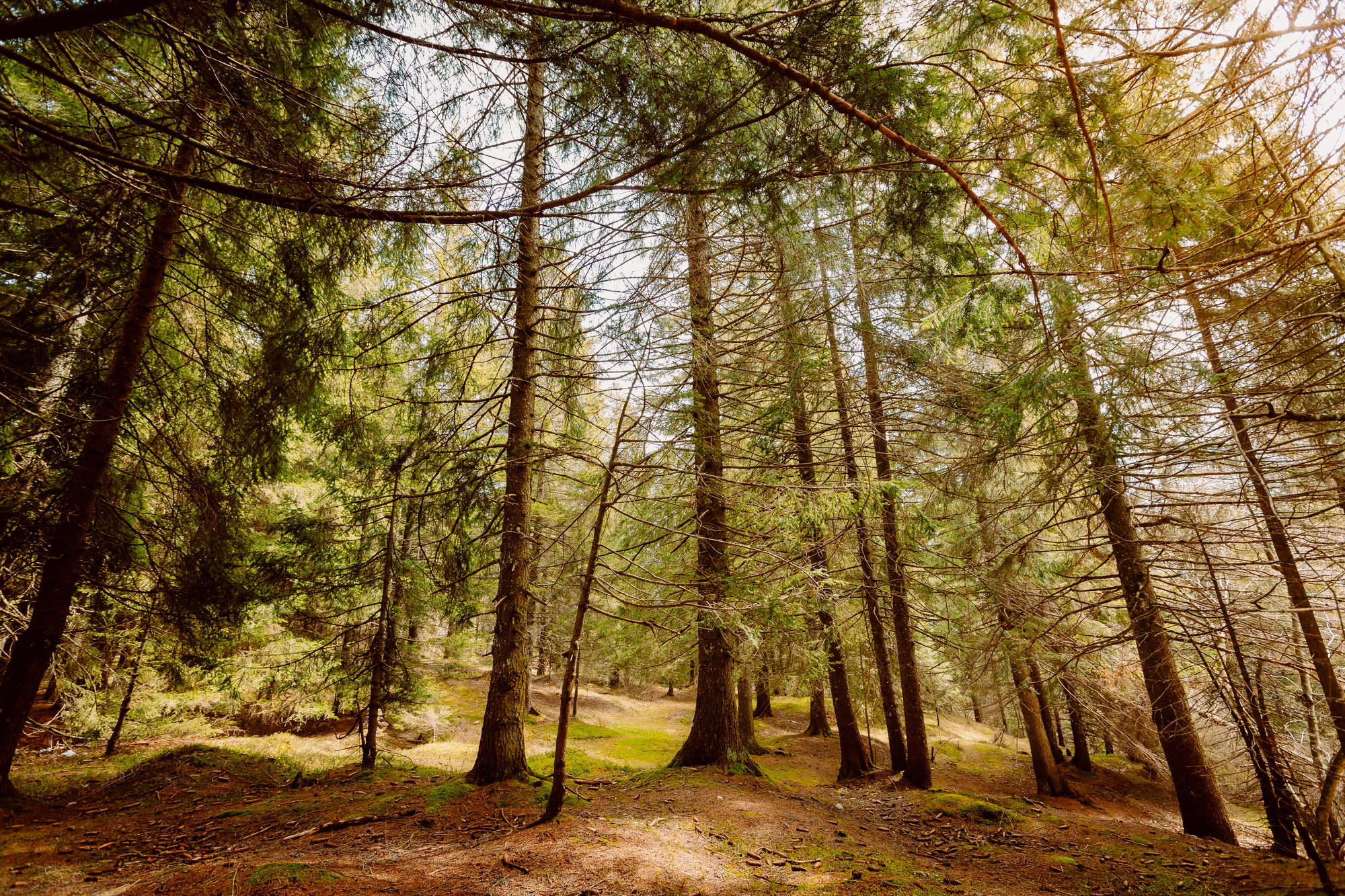 Forest with typical mountain trees on the Pradel Plateau in the Brenta Dolomites